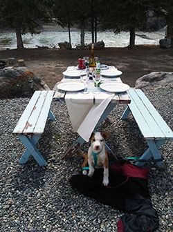 Picnic dog.jpg