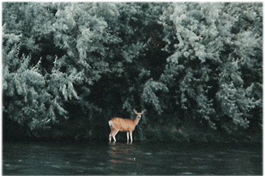 RBR - River-and-deer.gif