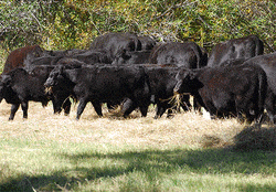 black-angus-from-website.gif