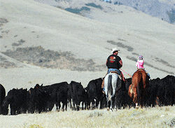 herding-cattle.gif