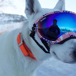 white snow dog.jpg